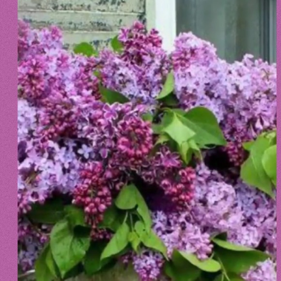 Stop and smell the Lilacs 💜💜 - Picture 6 of 8